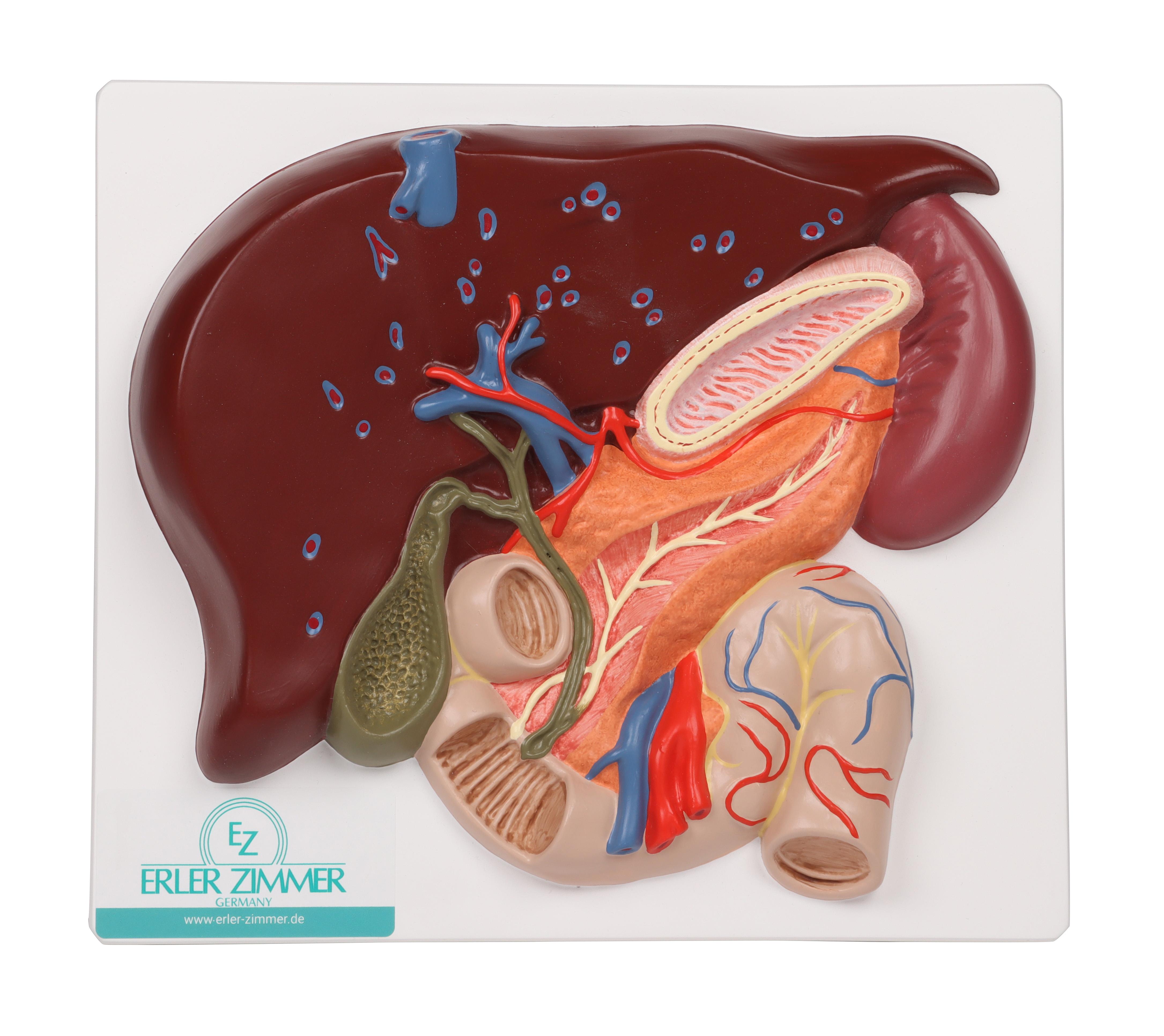 Liver with gall bladder, pancreas and duodenum