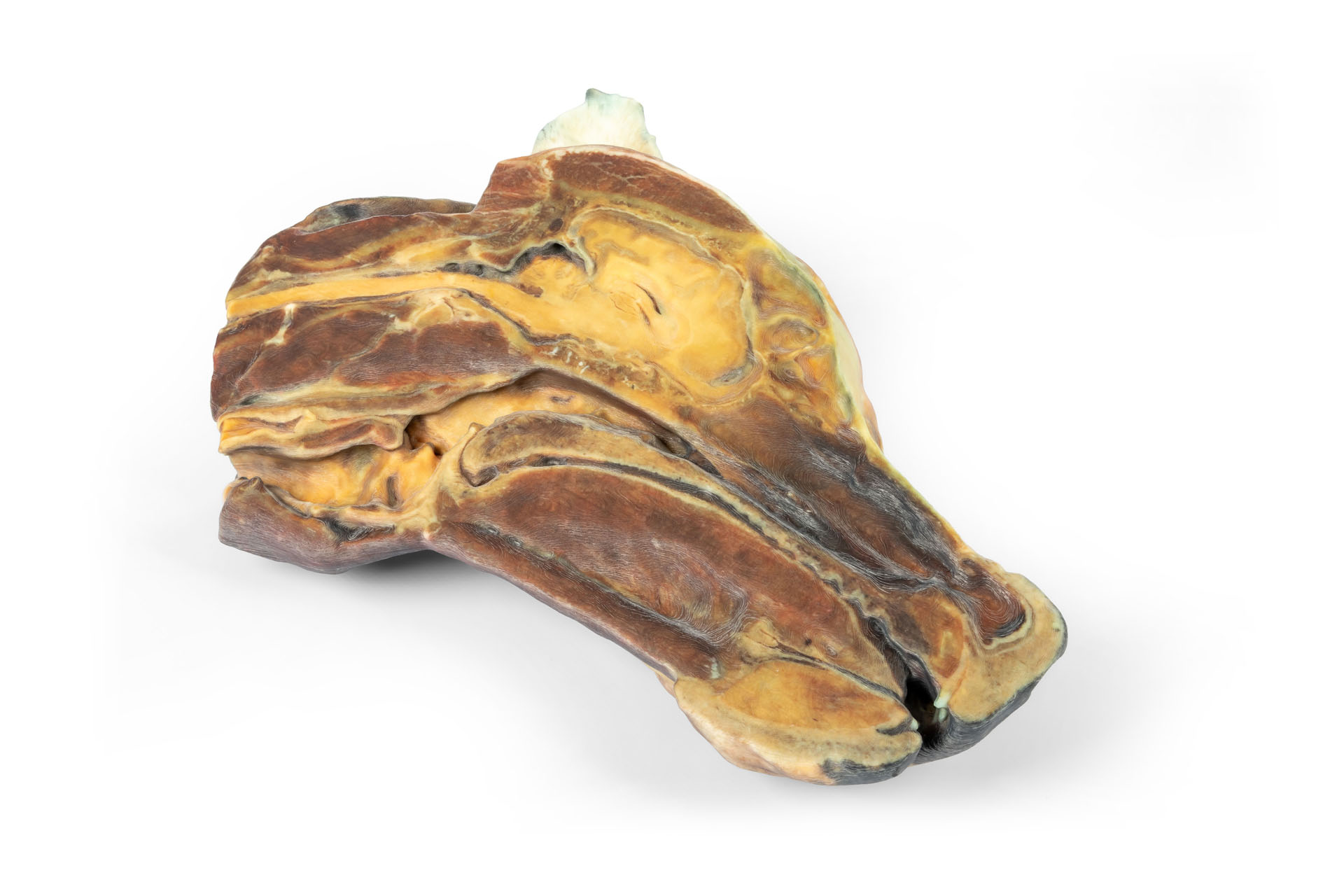 Canine half head – sagittal section