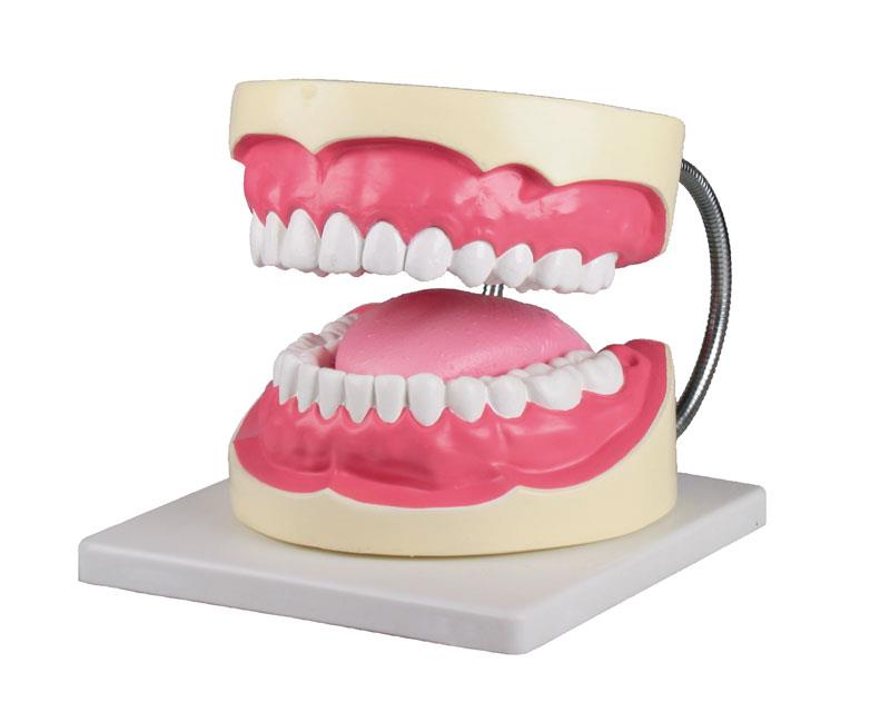 Oral hygiene model 3 times life size