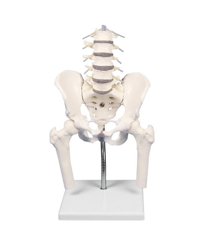Lumbar spine with pelvis, for demonstration of malpositions