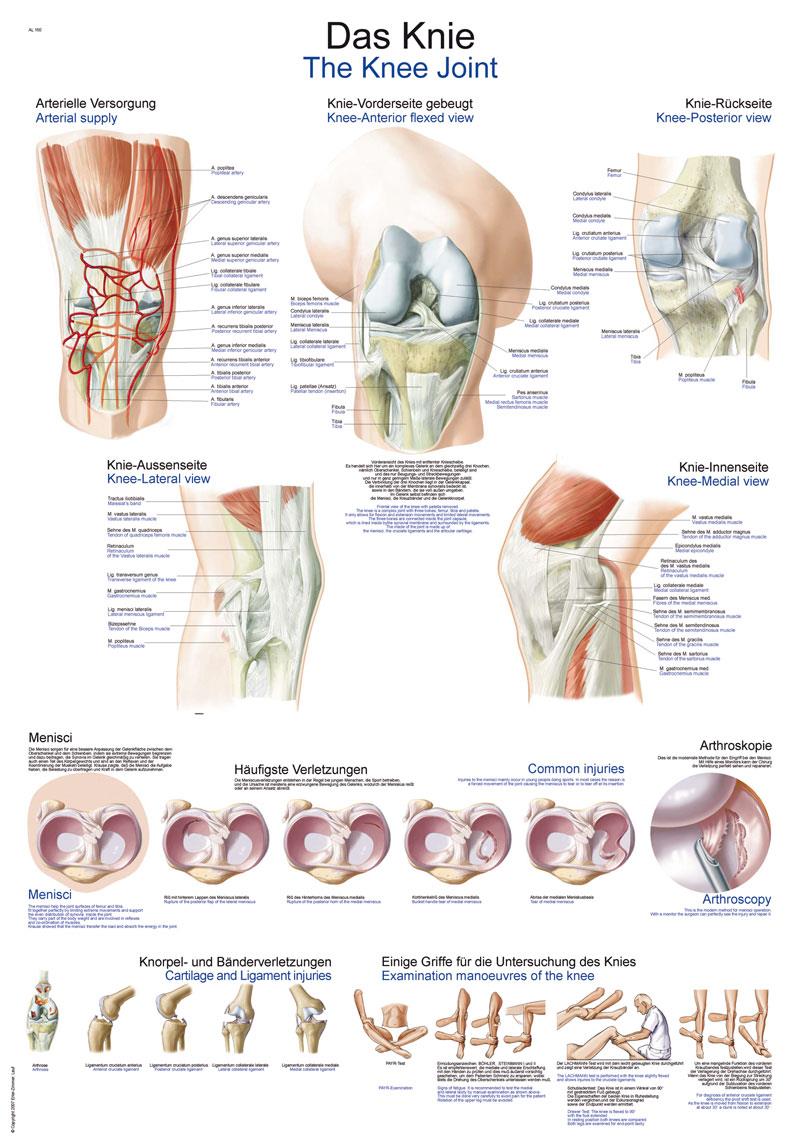 Chart The knee, 50x70cm