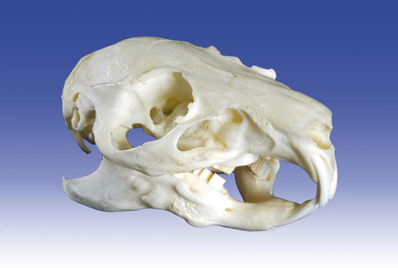 Guinea pig skull