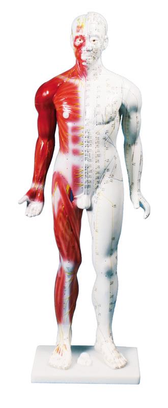 Chinese acupunture figure, male, 80 cm
