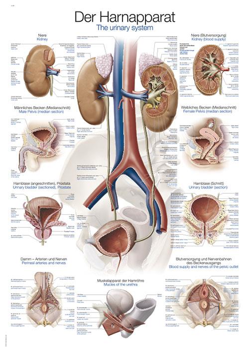 Chart Urinary system, 70x100cm