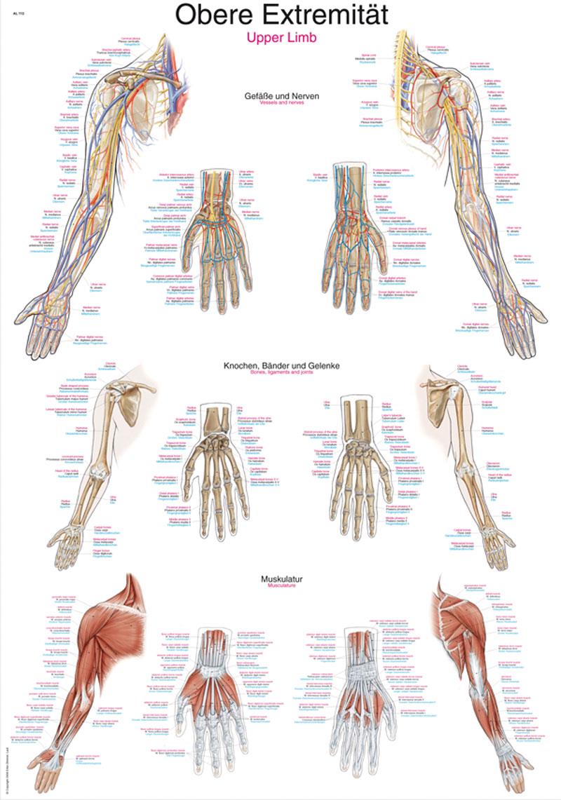 Chart Upper Limb, 50x70cm