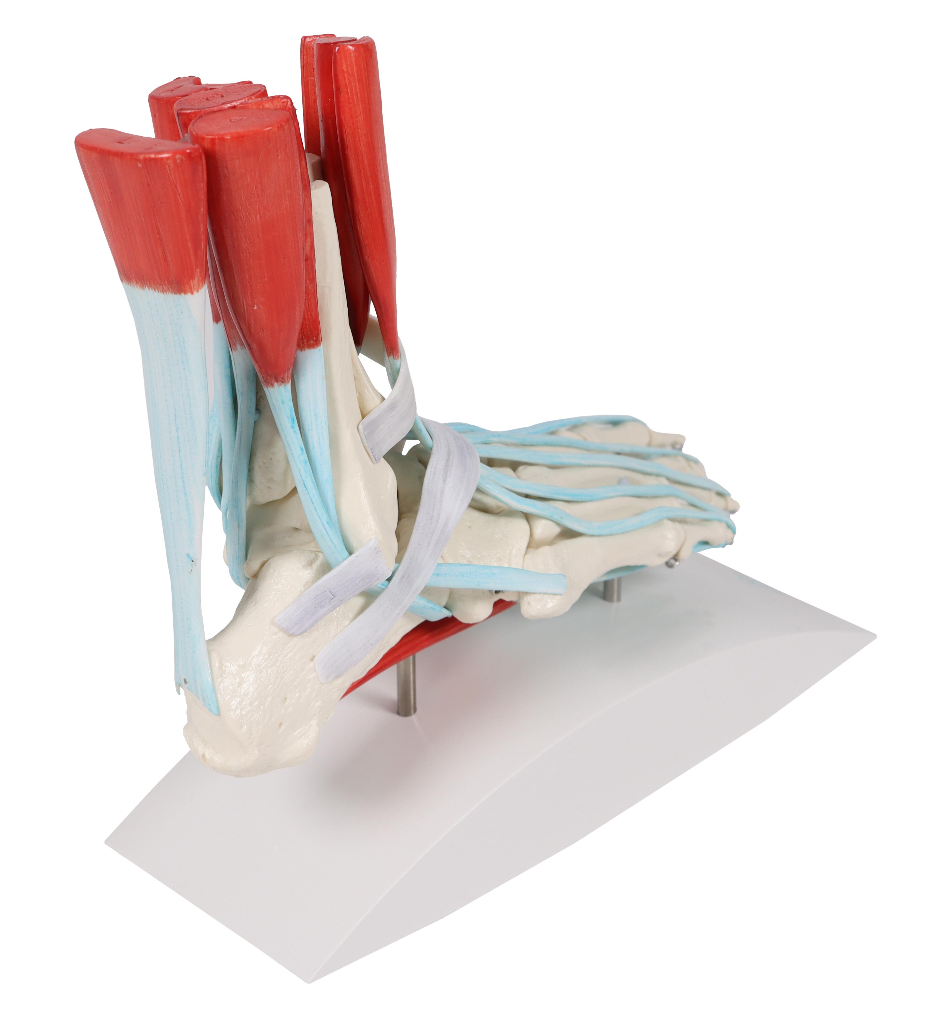 Foot-skeleton-with-ligaments-2