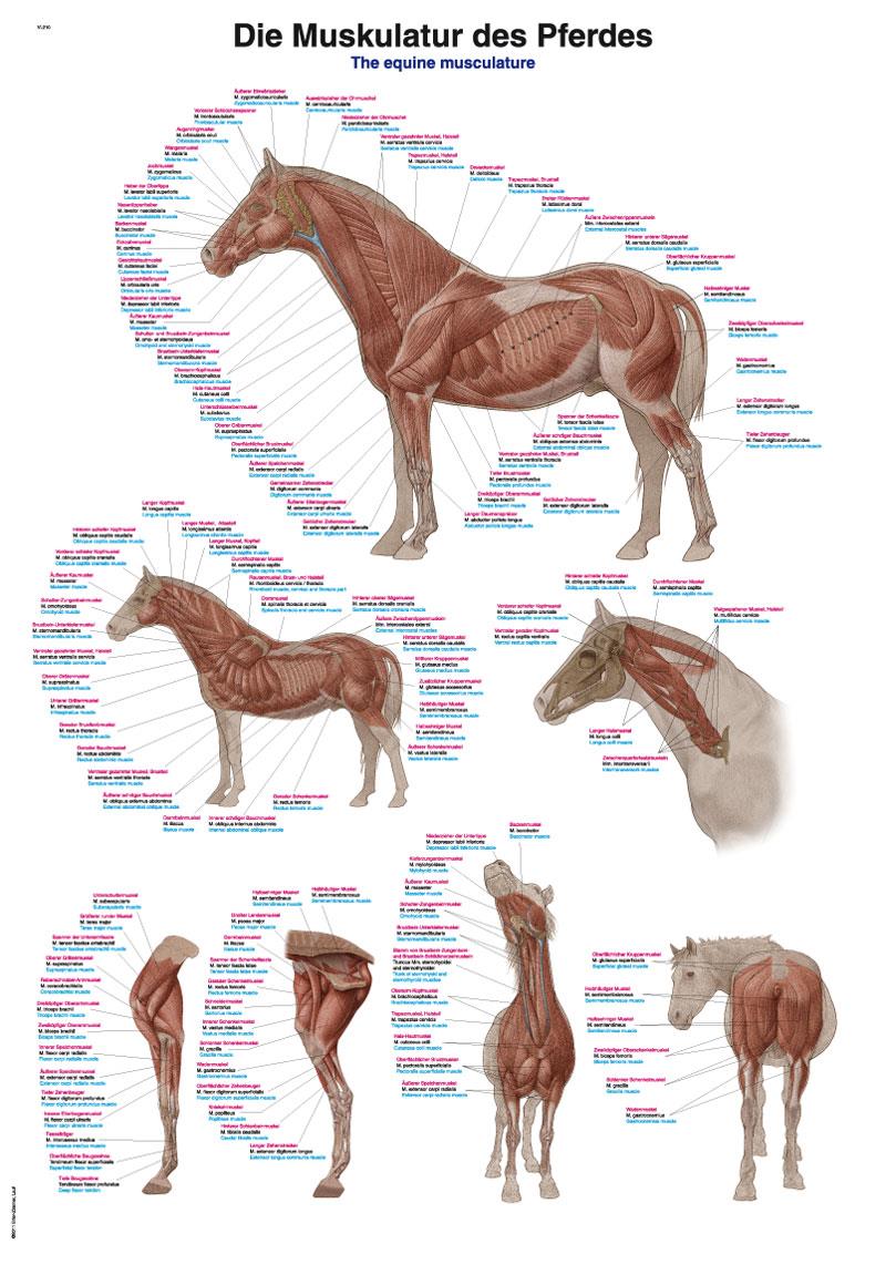 Chart The equine musculature, 70x100cm
