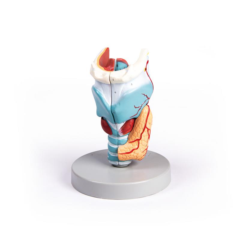 Larynx Model, 2 Times enlarged, 5 Parts