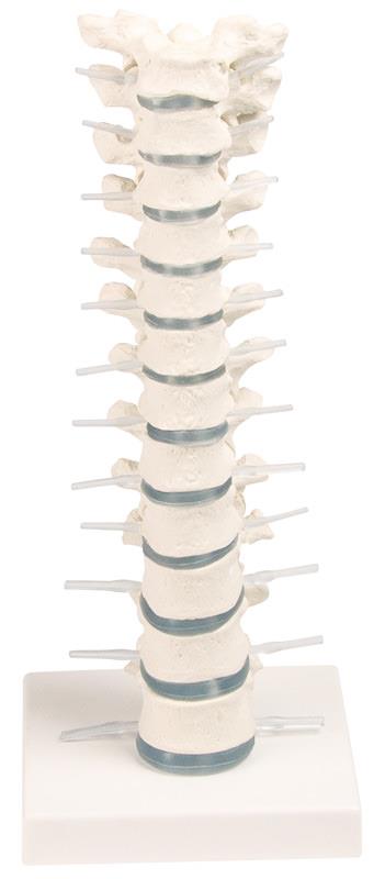Thoracic vertebral column with stand