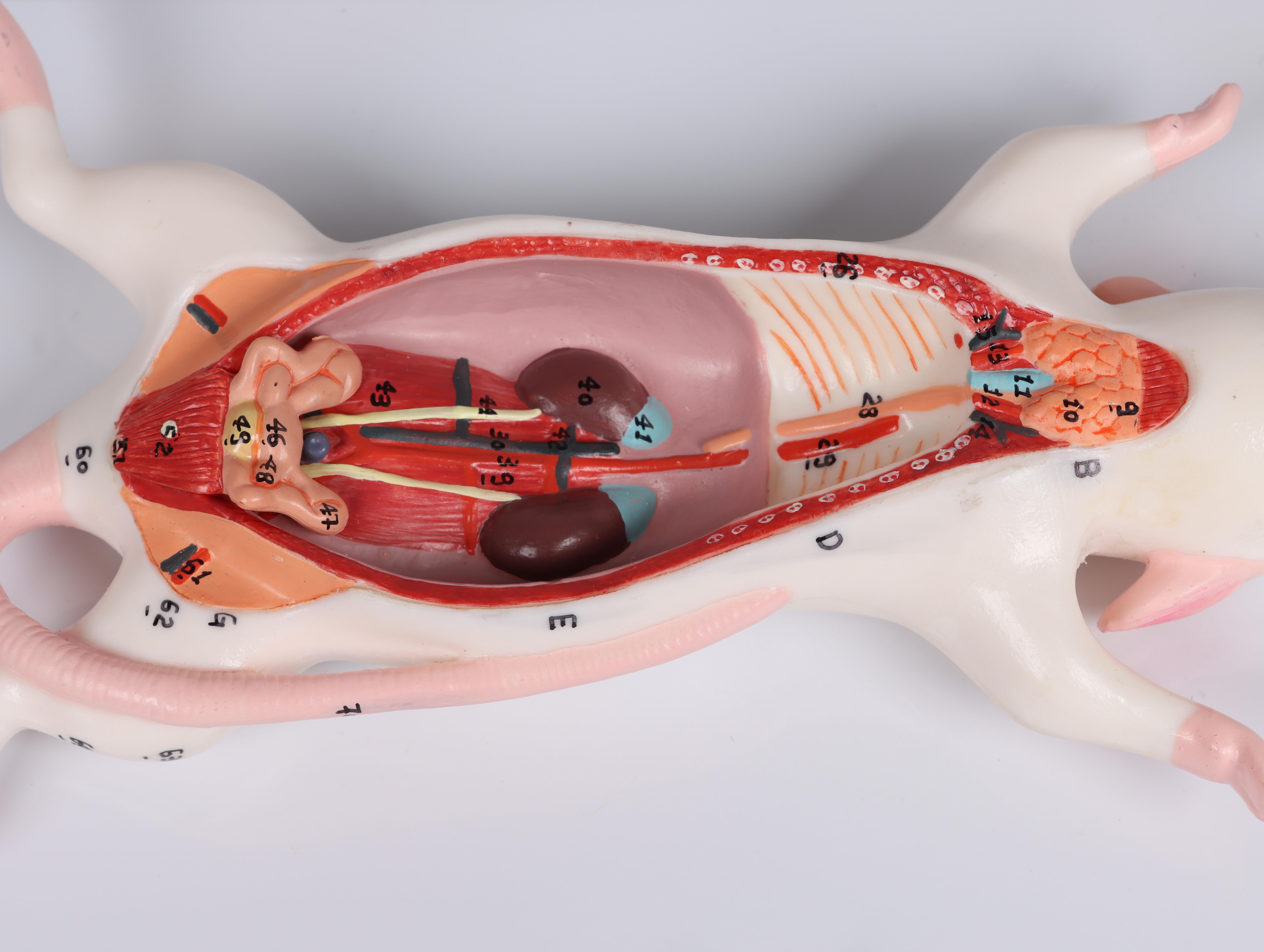 Rat-Dissection-Model-3