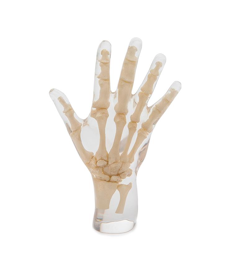 Fantôme de test pour radiographie - main, transparente