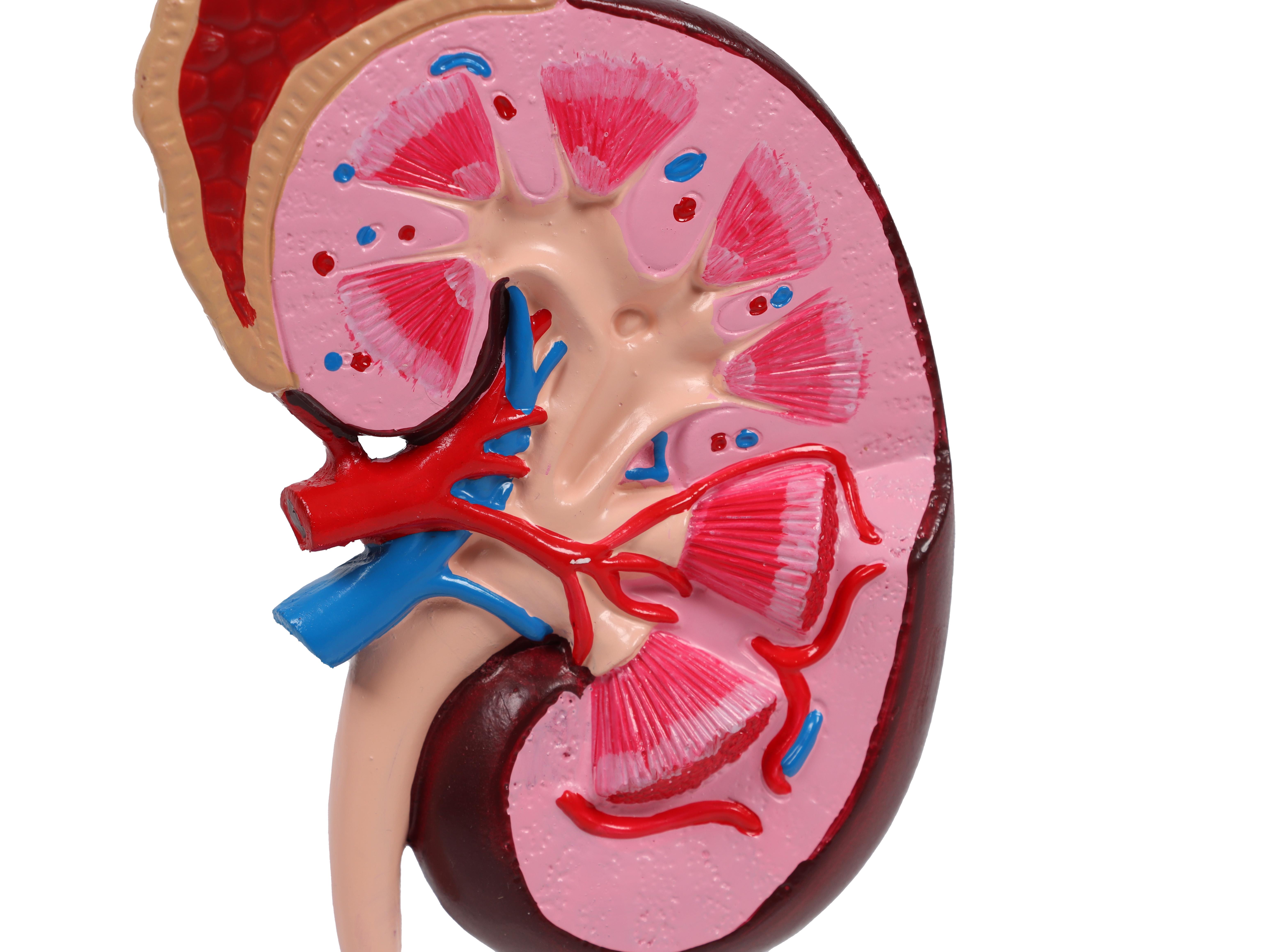 Kidney-model-2-times-life-size-EZ-Augmented-Anatomy-3