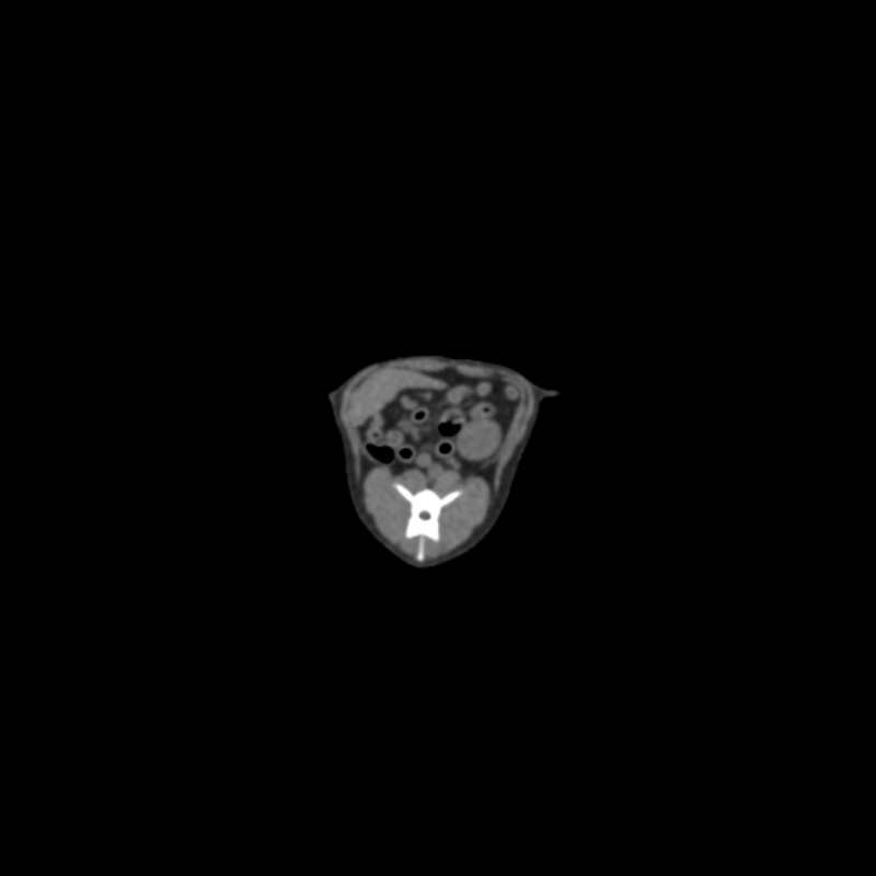 Dog-phantom-for-CT-and-X-ray-3