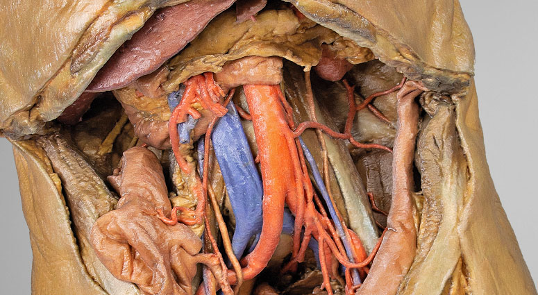 3D Anatomie Modelle