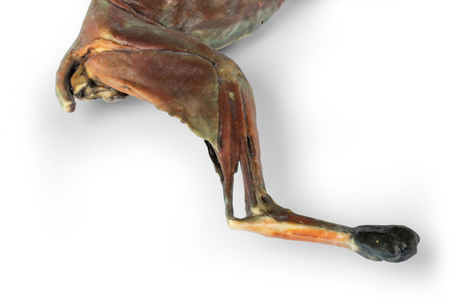Cat Specimen (whole body)