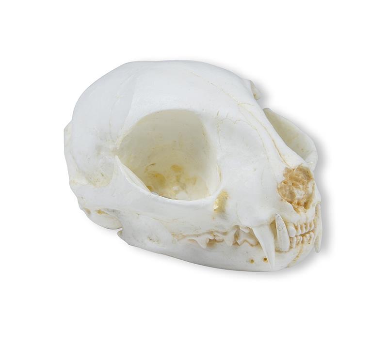 Skull, wild cat (Felis silvestris)