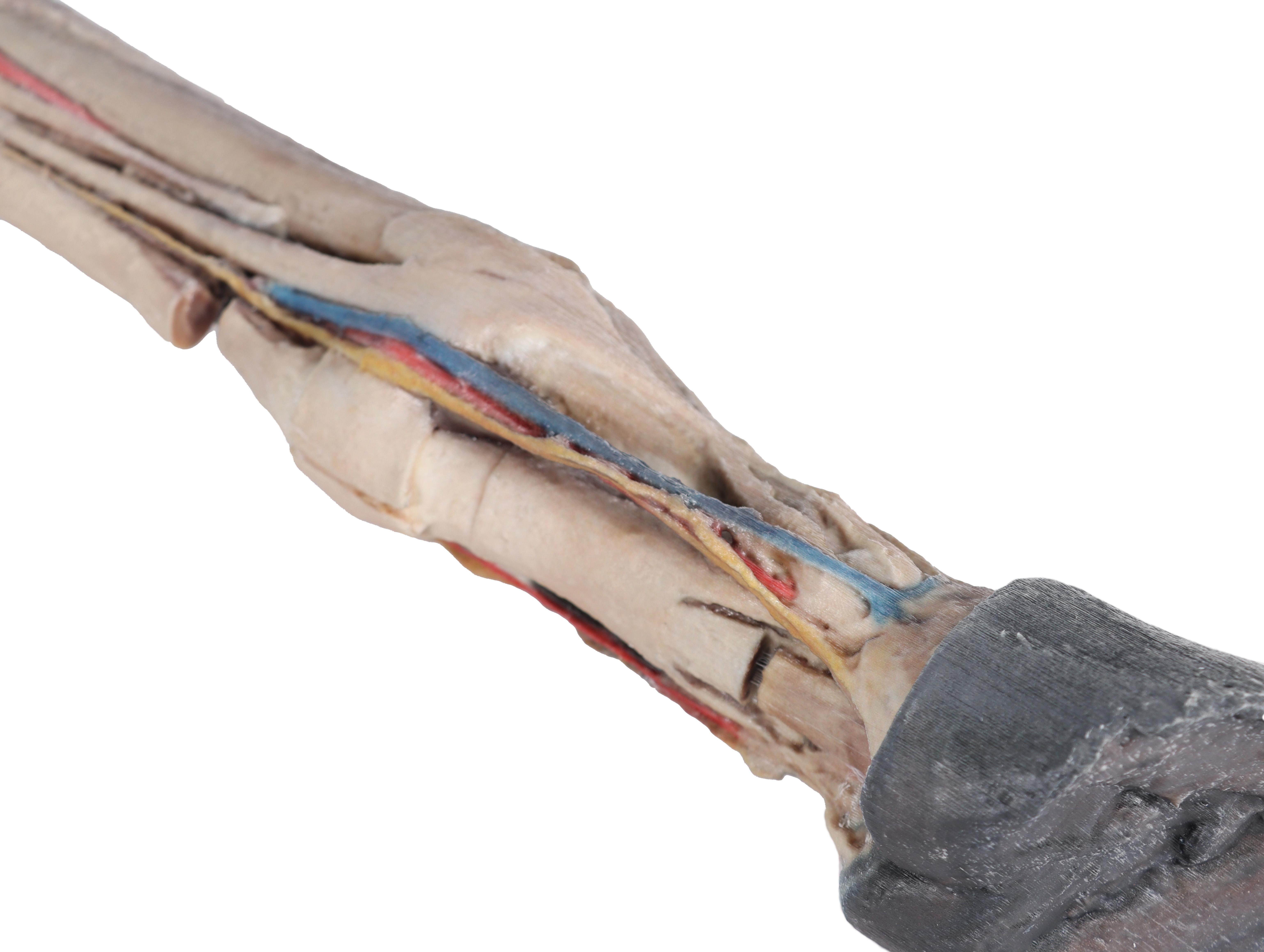 Horse-foot---tendons,-ligaments,-vessels-and-nerves-5