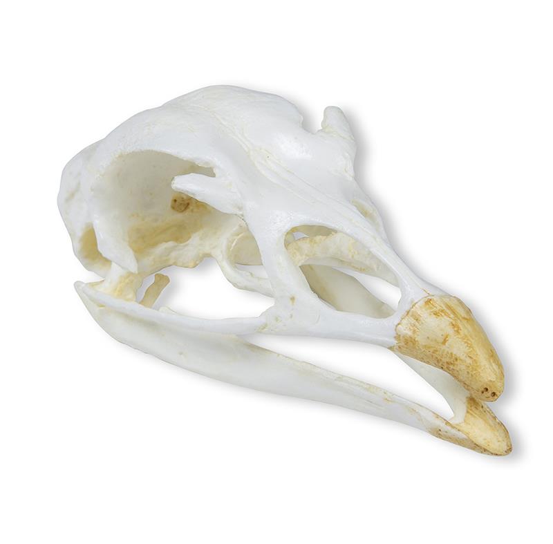 Skull, Turkey (Meleagris gallopavo)