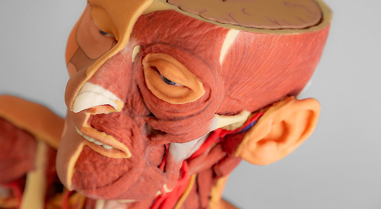 3D Anatomie Modelle