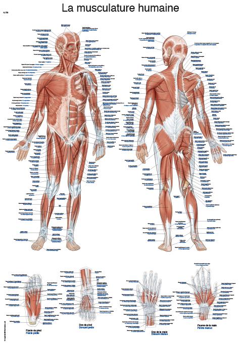 Planche anatomique "La musculature humaine", 50x70cm