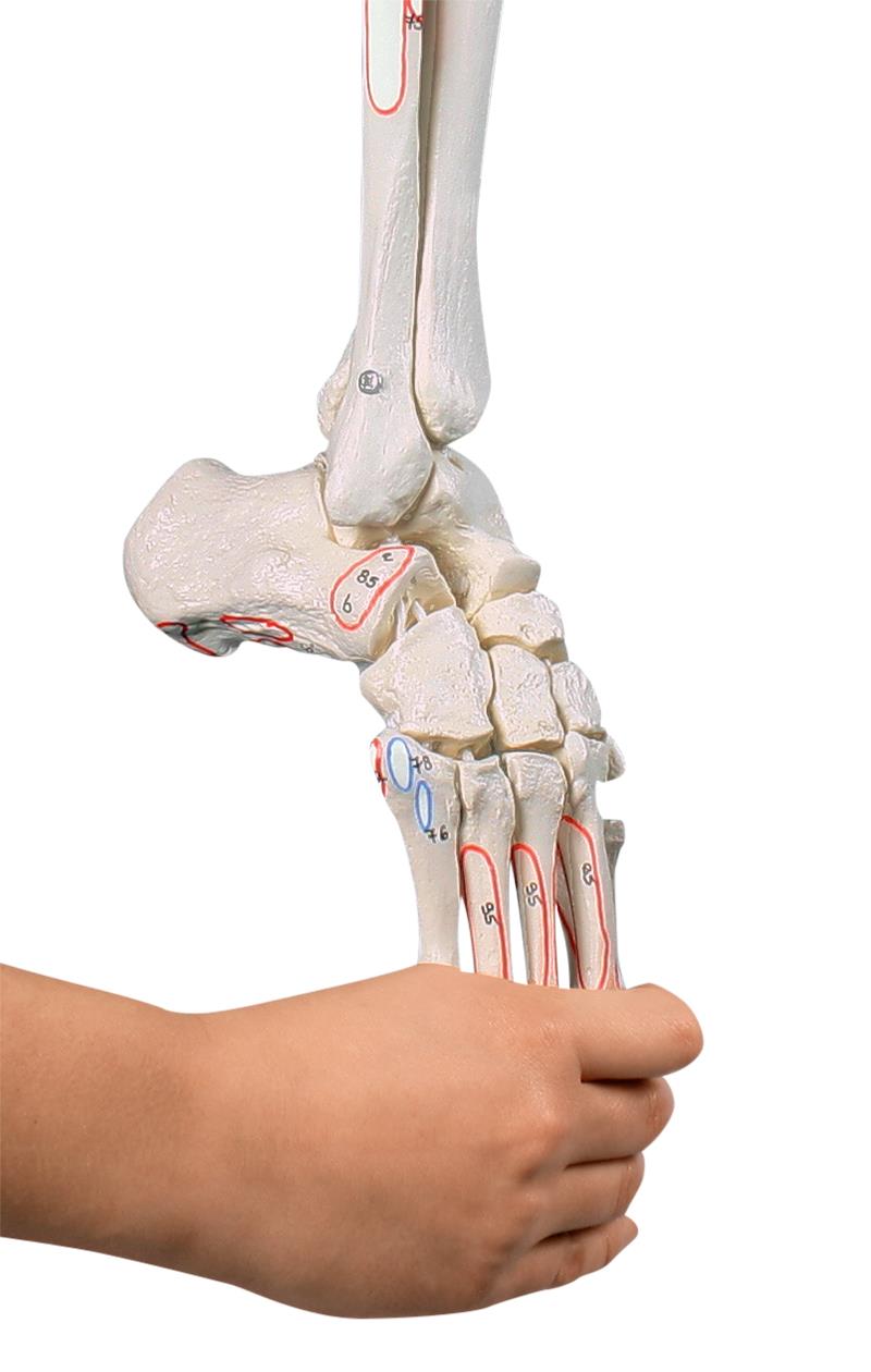 Squelette de la jambe avec moitié de basse, avec pied souple et marquage des muscles