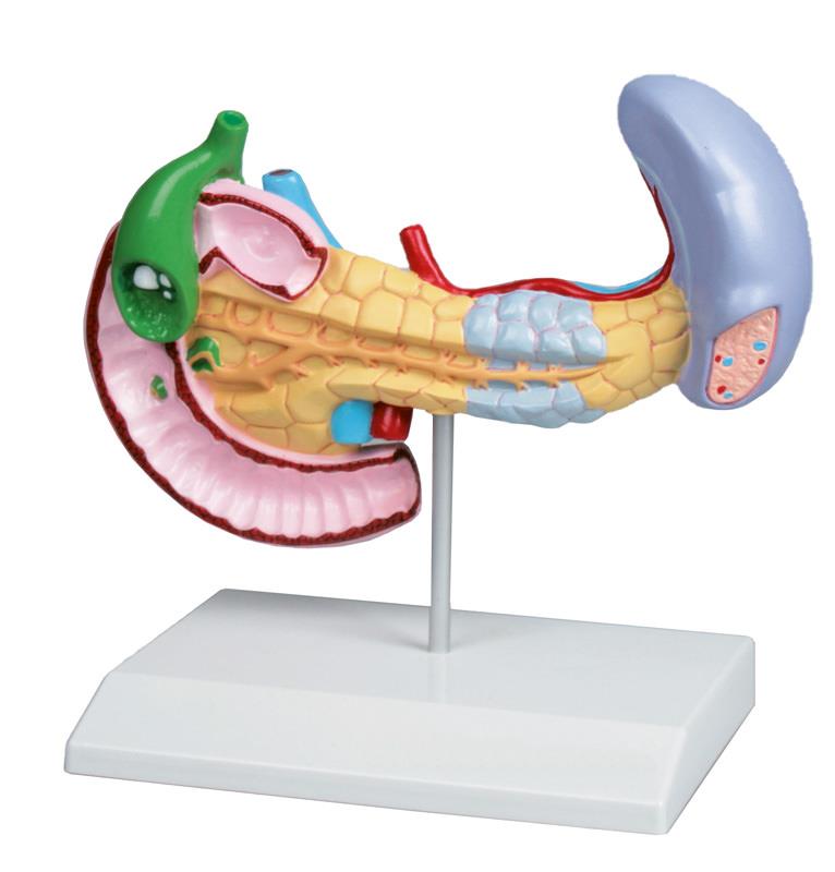 Diseases of Pancreas, Spleen, Gall bladder
