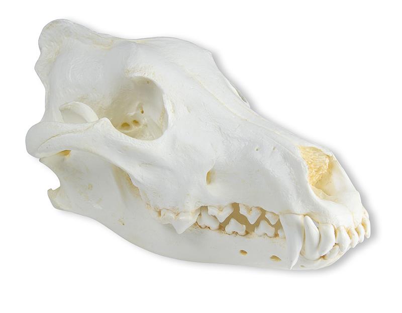 Skull, Wolf (Canis lupus), Alaskan Wolf