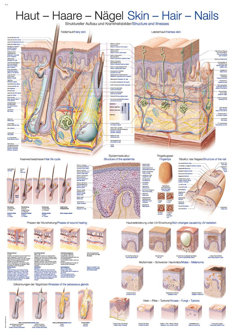 Chart Skin-Hair-Nails, 70x100cm