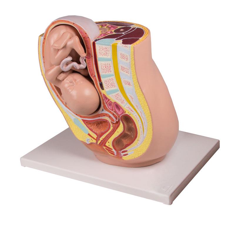 Pregnancy Pelvis with Fetus in the 32nd week of pregnancy, 2 Parts