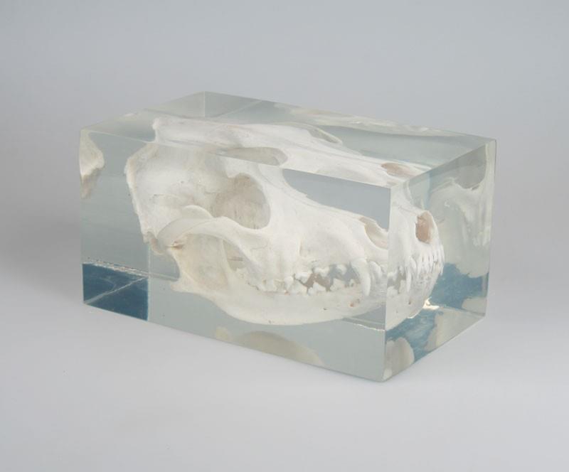 Crâne de chien petit dans plastique transparent