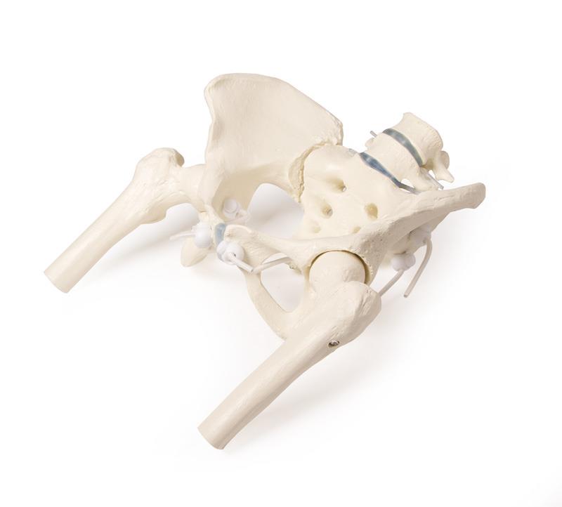 Female pelvis with sacrum, 2 lumbar vertebrae and femoral stumps, flexible