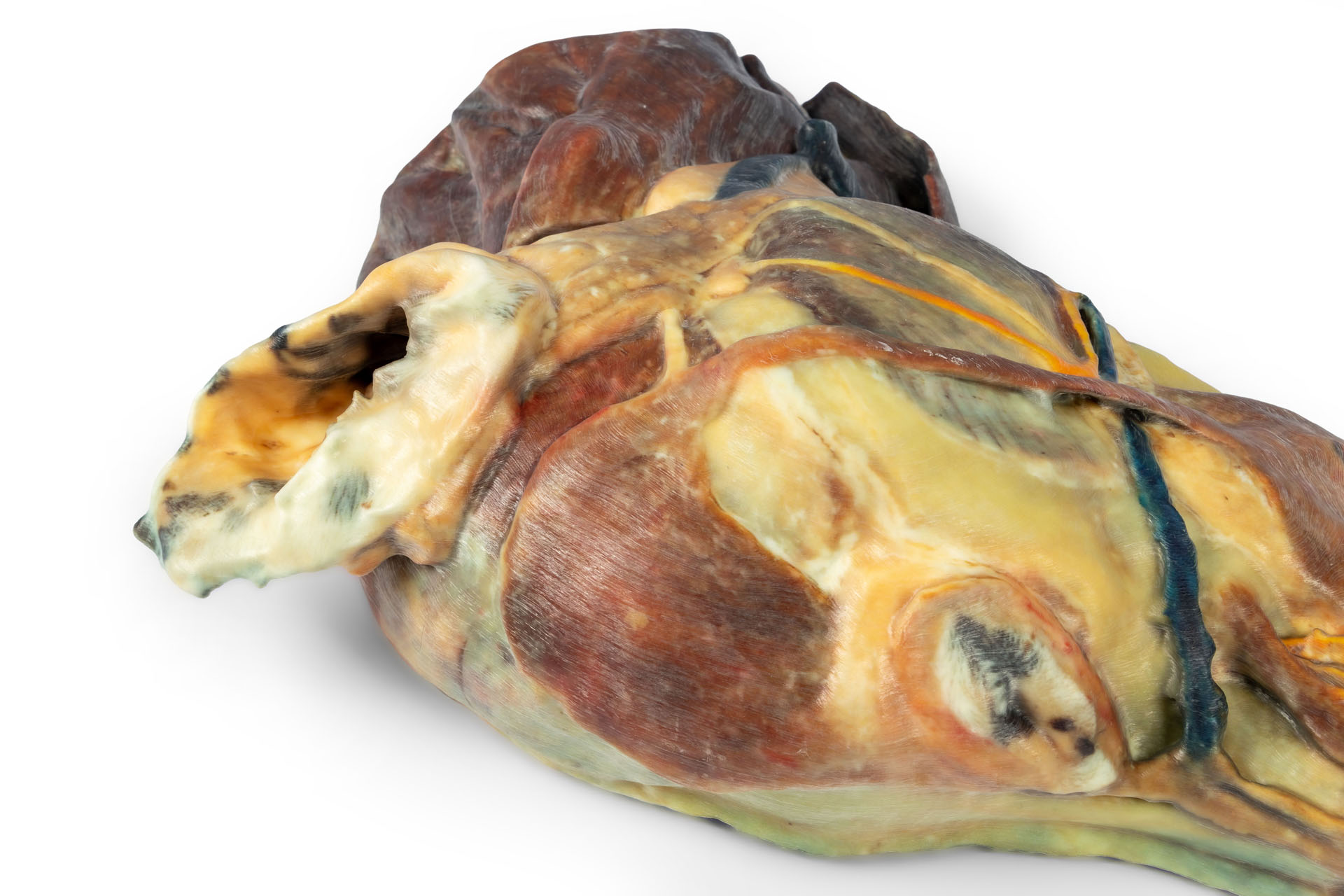 Canine half head – sagittal section
