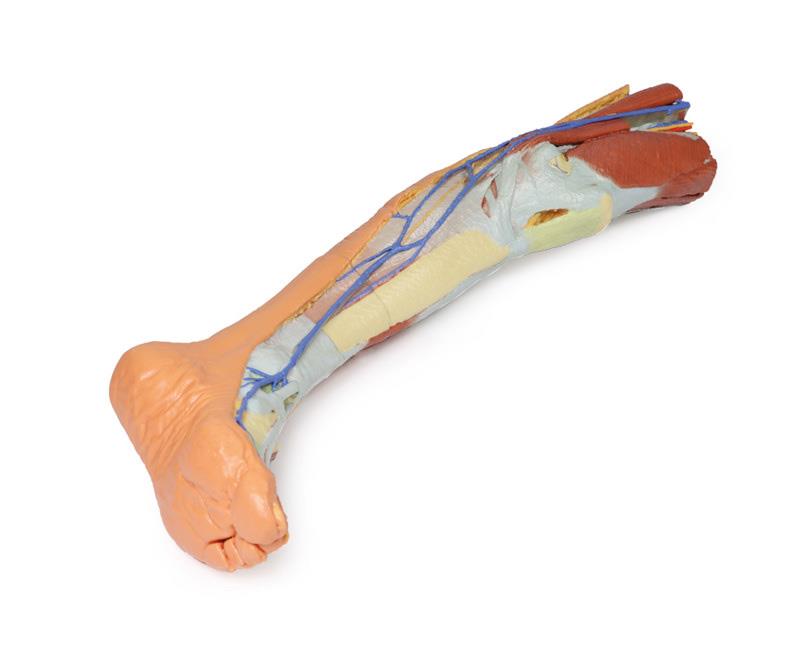 Lower limb – superficial dissection