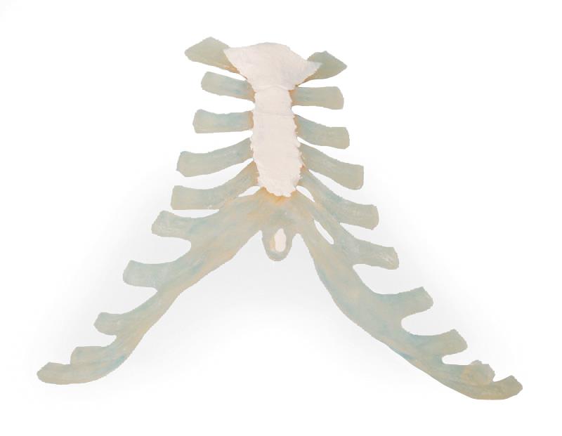 Sternum