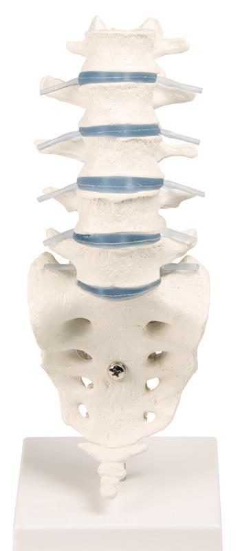 Lumbar vertebral column with stand