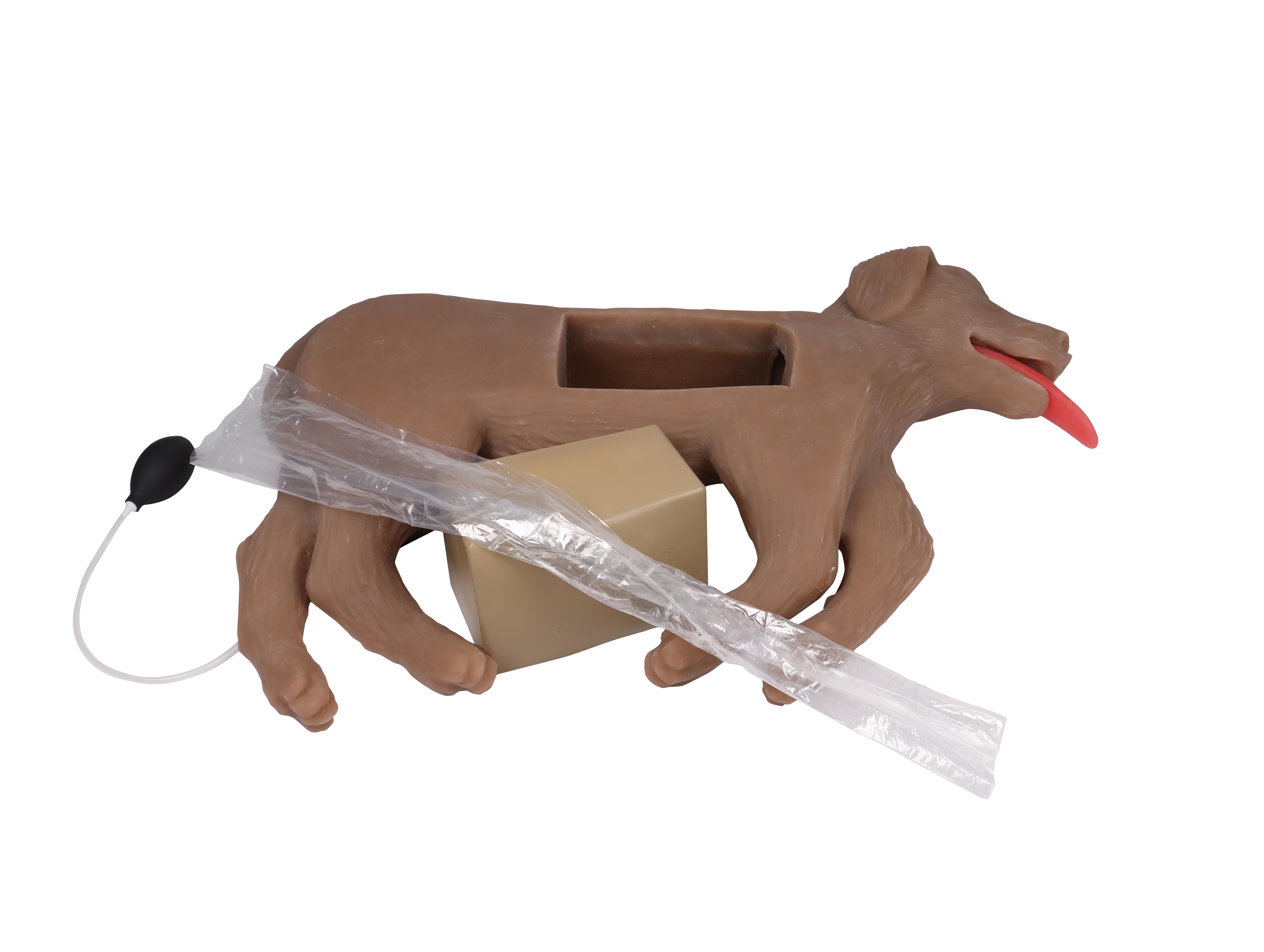 Canine-CPR-Manikin-CooPeR-3