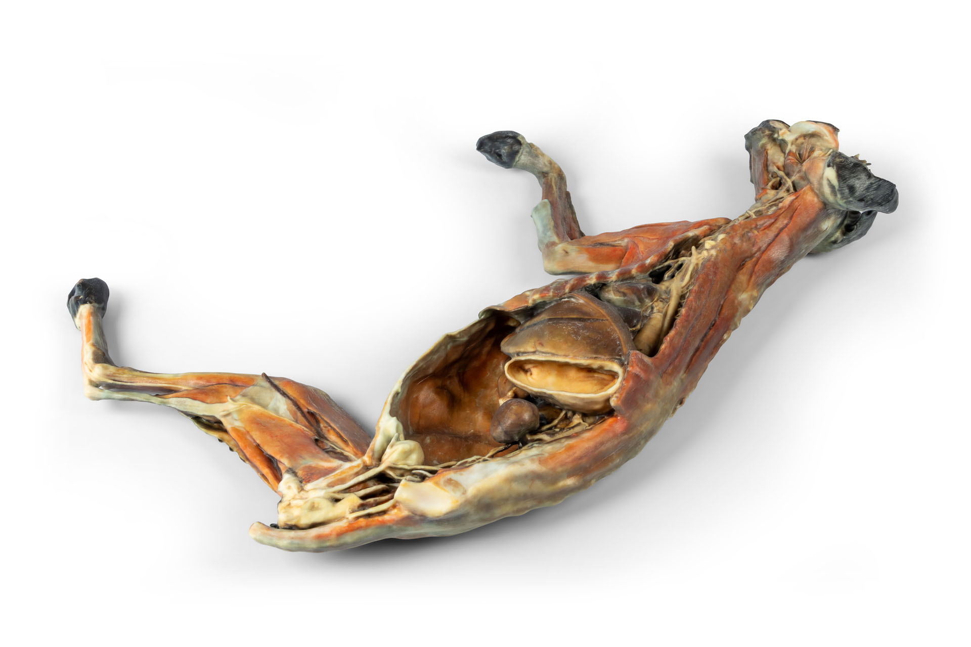Cat Specimen (whole body)