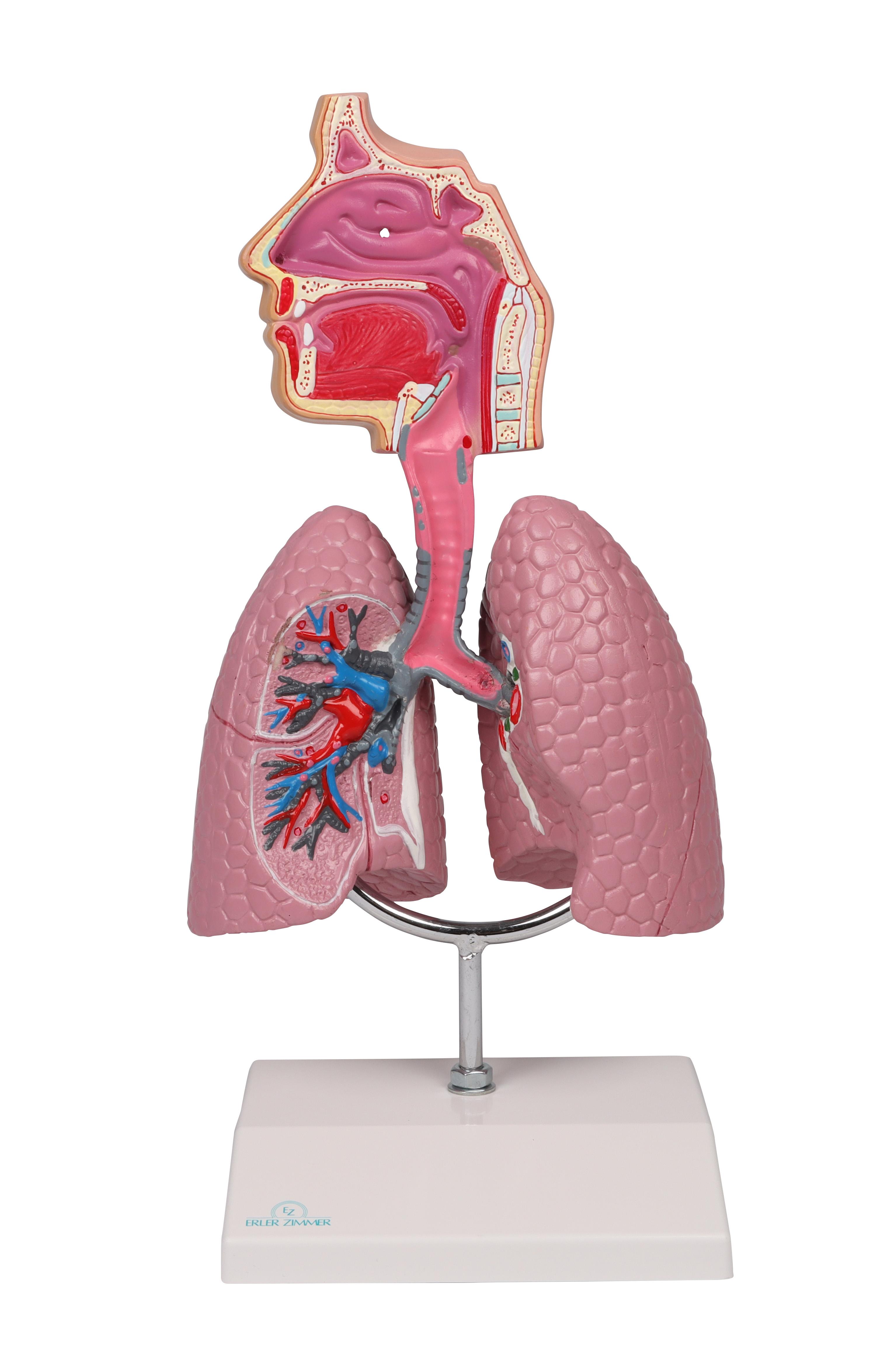 Modèle de la voie respiratoire - EZ Augmented Anatomy