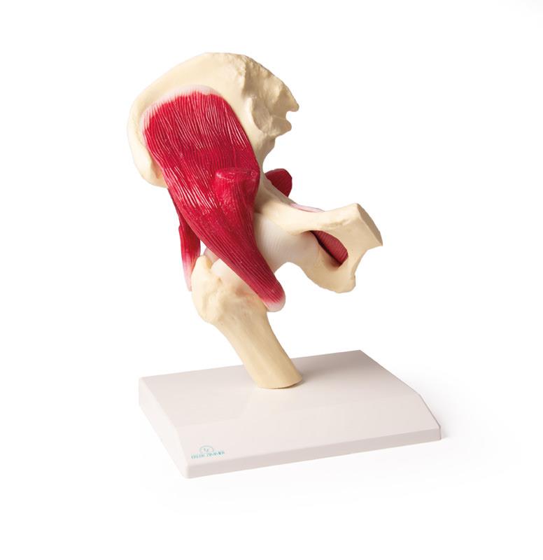 Hip Joint, life size, with muscles
