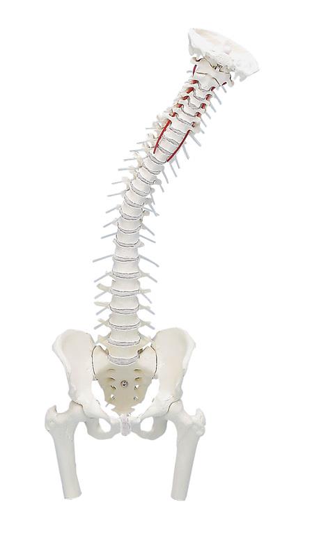 Spine with pelvis and femoral stumps