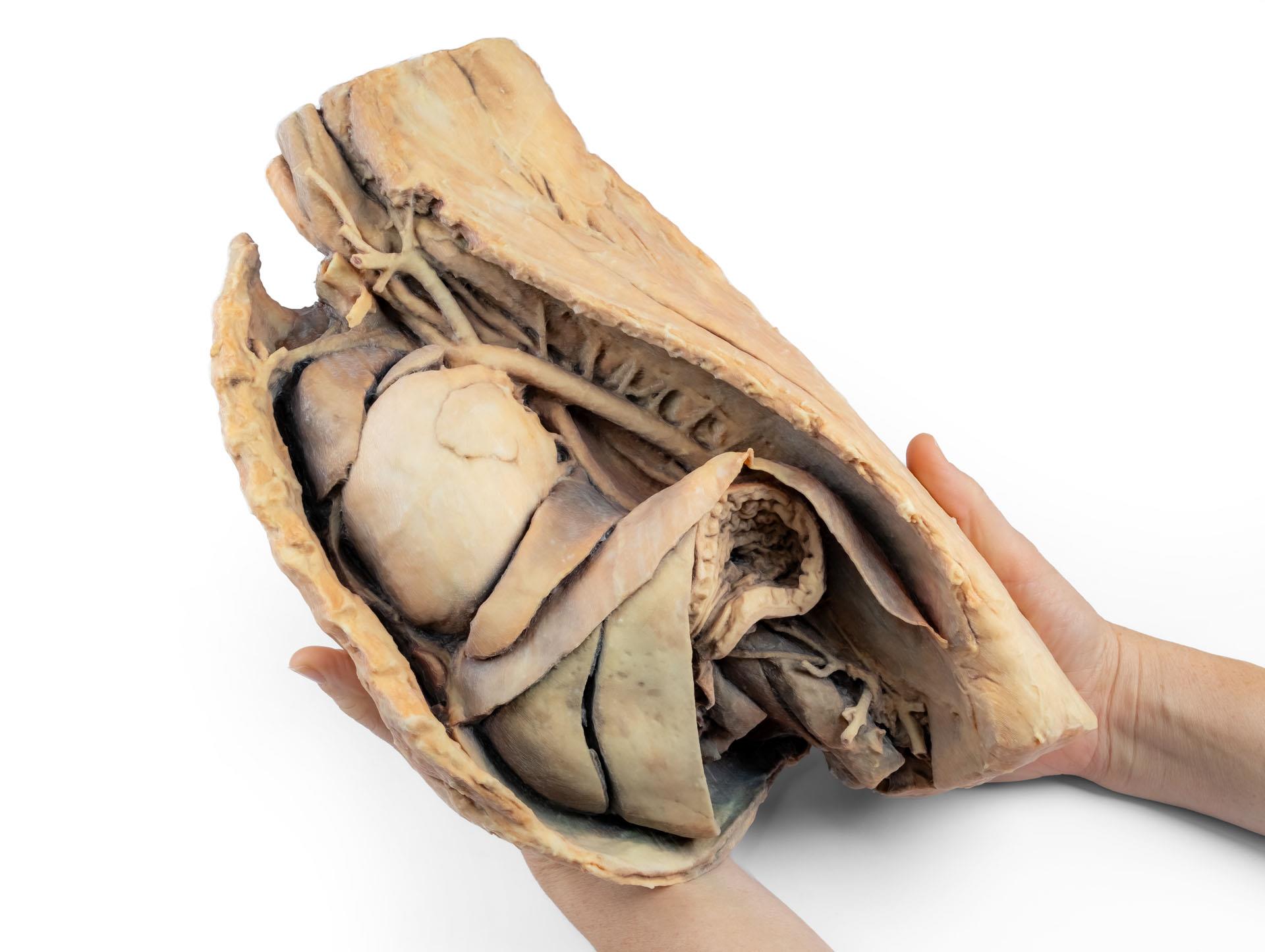 Canine-thoracic-cavity-left-side-1