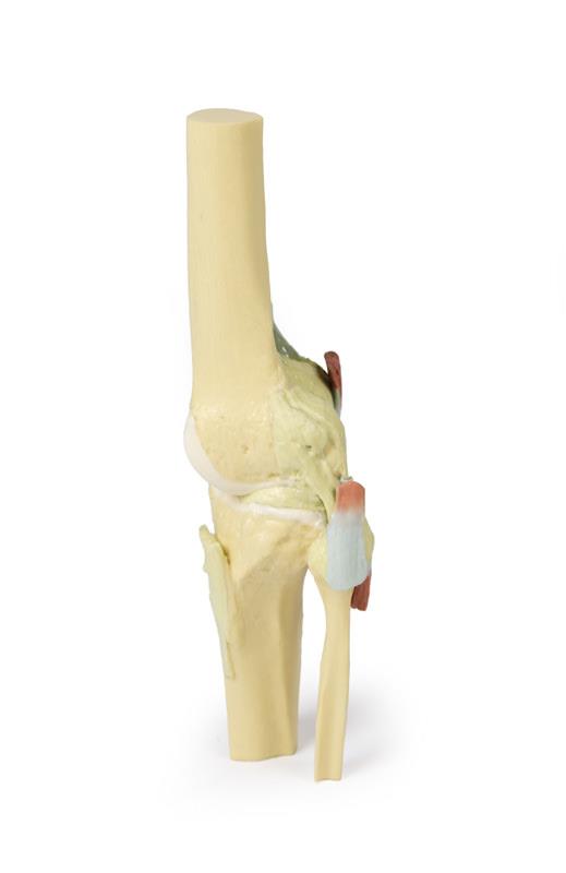 Knee Joint, extended