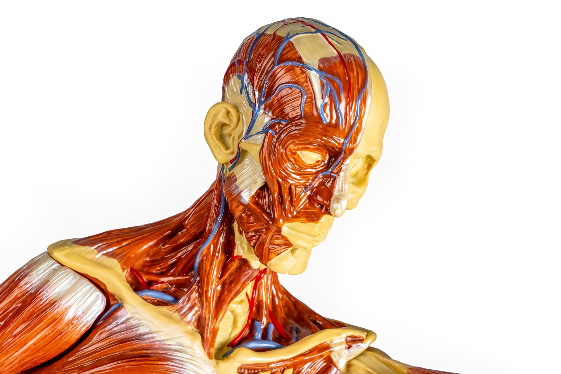 Muscular-figure-1-3-natural-size-4