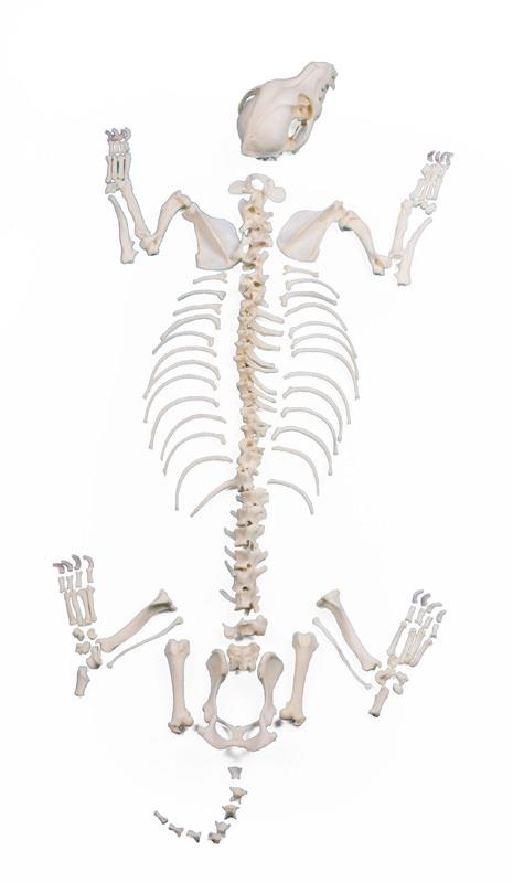 Dog Skeleton, unassembled, big size dog