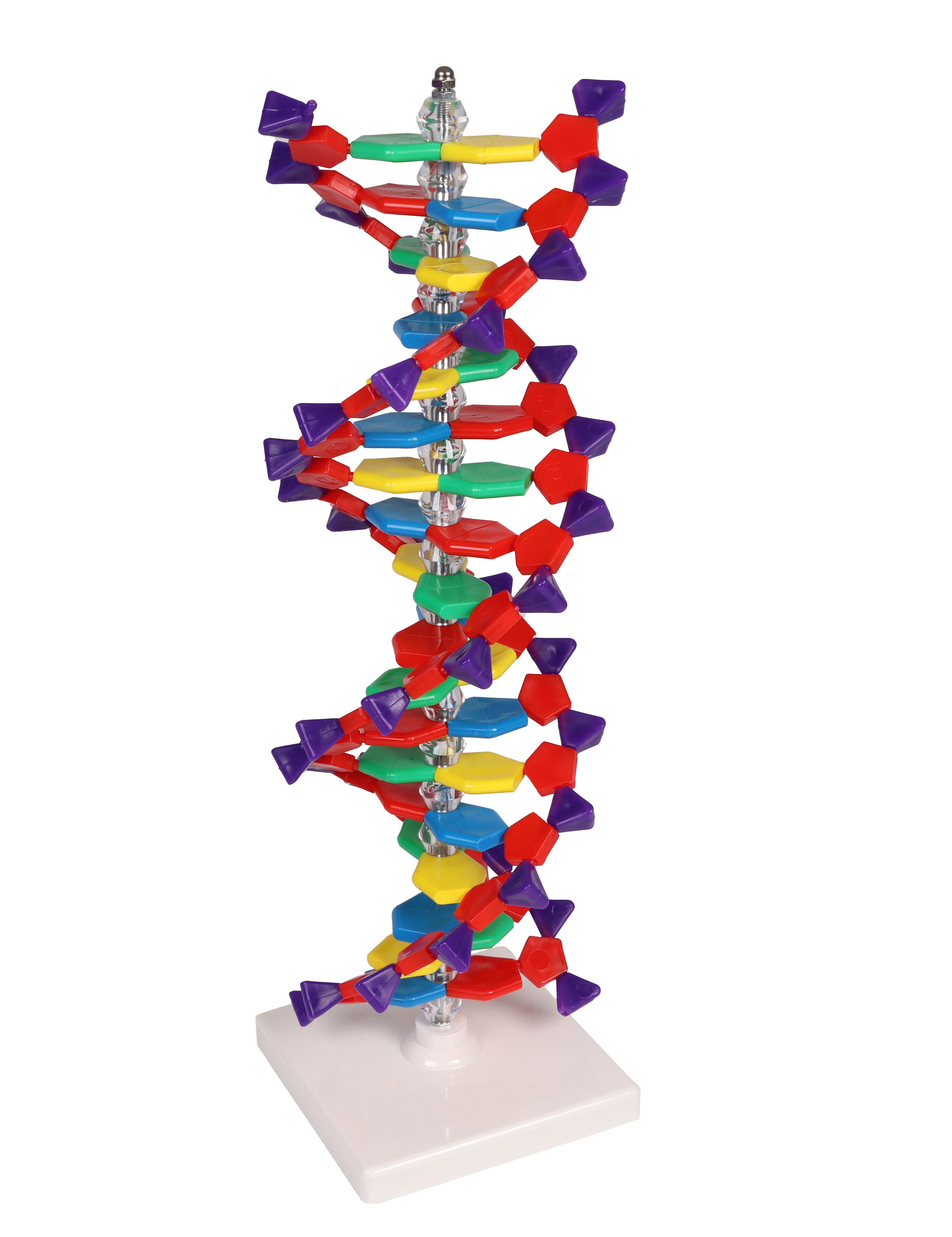 DNA-double-helix-1