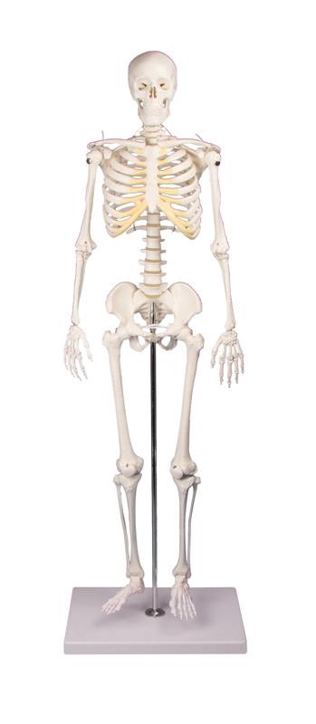 Miniature Squelette Tom