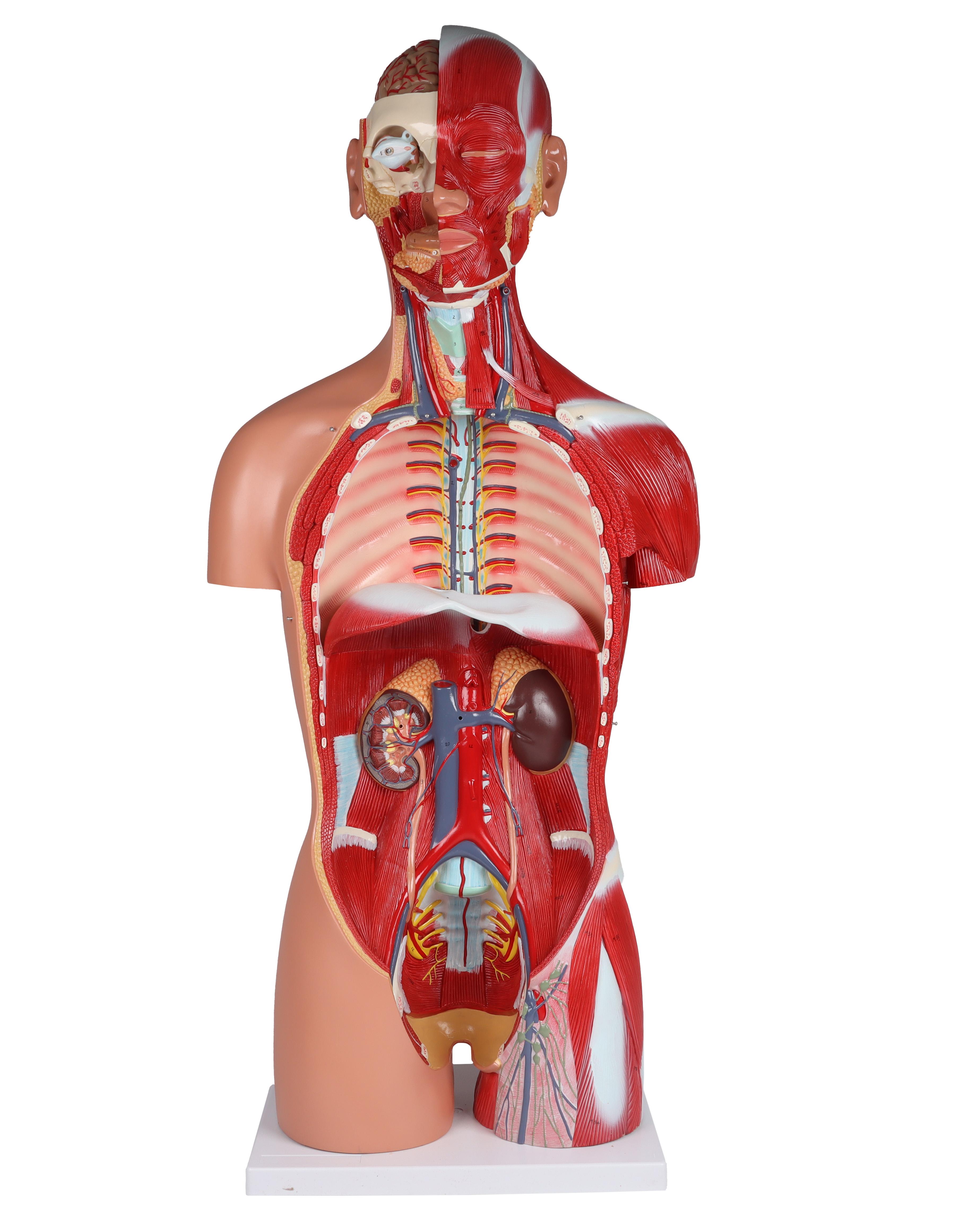 Zweigeschlechtlicher-Torso-mit-offenem-Rücken-28-teilig-1