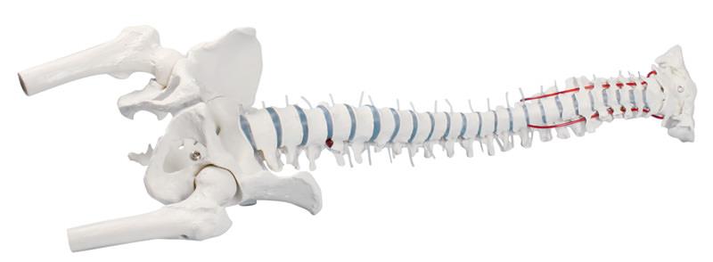 Standard spine with femoral stumps and pelvis
