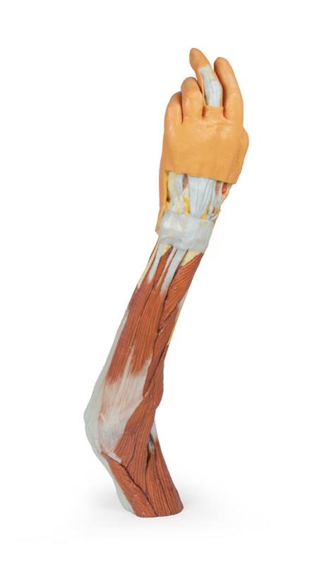 Upper Limb - elbow, forearm and hand