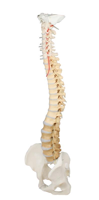 Spine with pelvis, vertebrae didactically colored